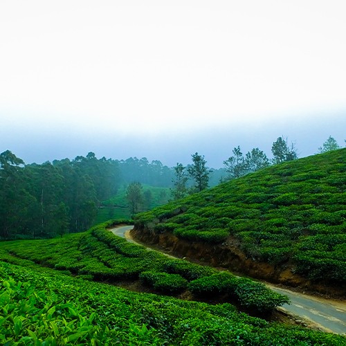 Darjeeling Sikkim