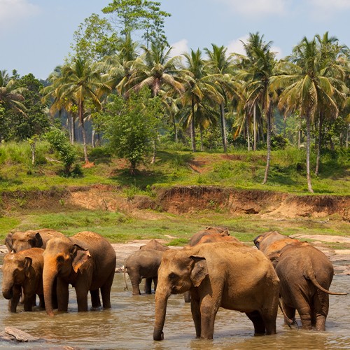 Srilanka