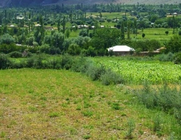 VALLEY OF FLOWERS (NUBRA VALLEY)