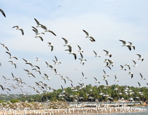 KUMARAKOM