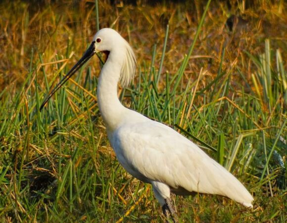 BHARATPUR BIRD SANCTUARY, SIRISKA, RANTHAMBHORE
