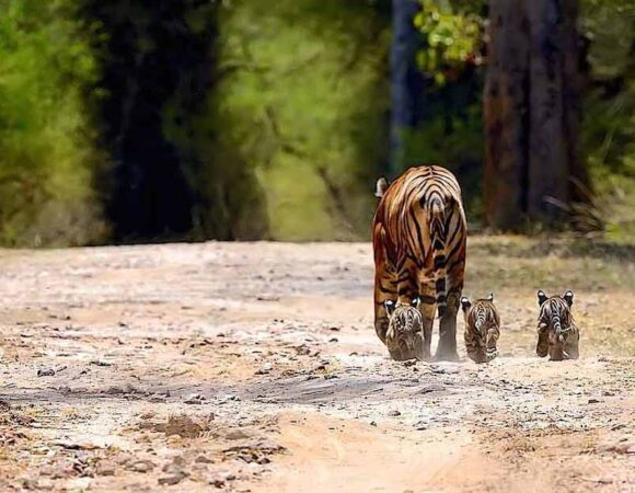 RANTHAMBHORE — THE JUNGLE TOUR